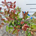 Červienka Fraserova (Photinia × fraseri) ´RED ROBIN´ - výška 60-80 cm, kont. C3L (-24°C)